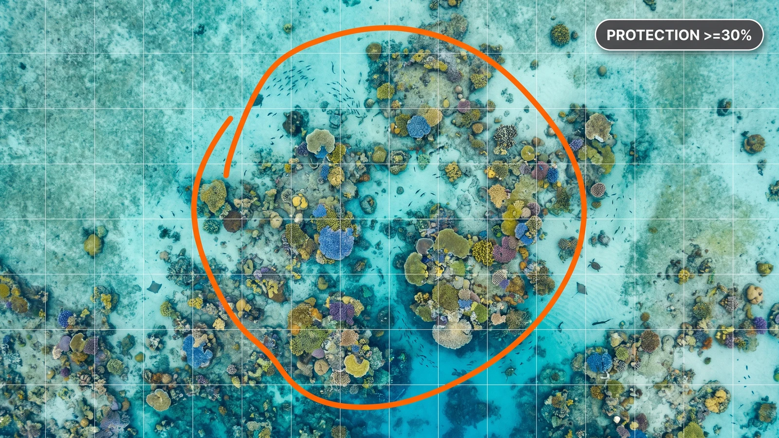 Technical diagram of an ocean zoning grid with a marine protected area boundary highlighted